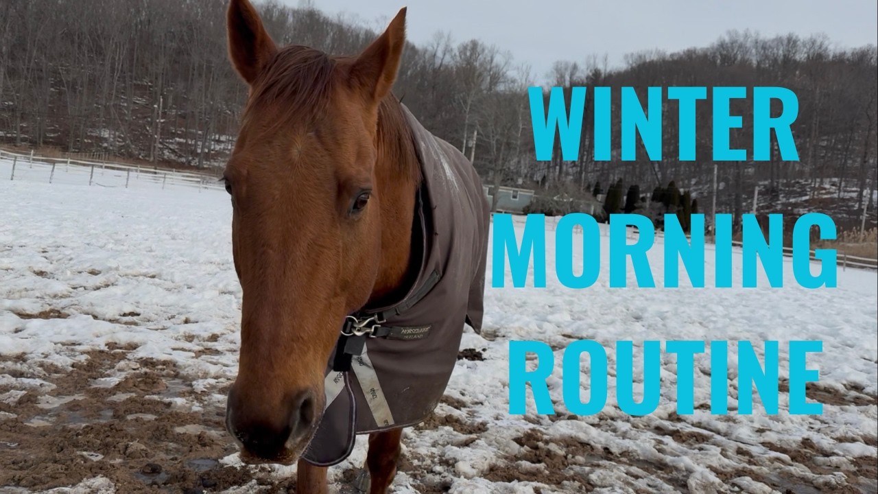 Feeding and Turning Out 30 Horses | Winter Morning Routine at my Boarding Barn