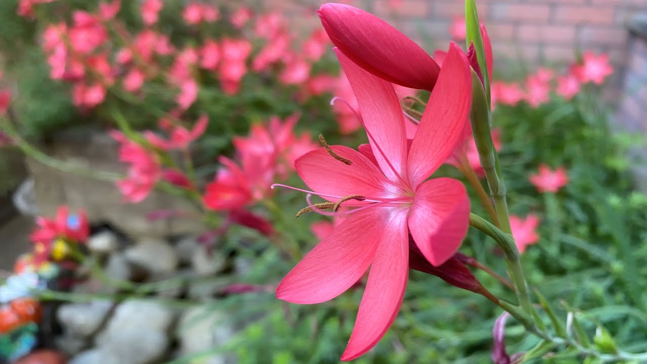 How we grow Schizostylis (Hesperantha) in shade in the UK