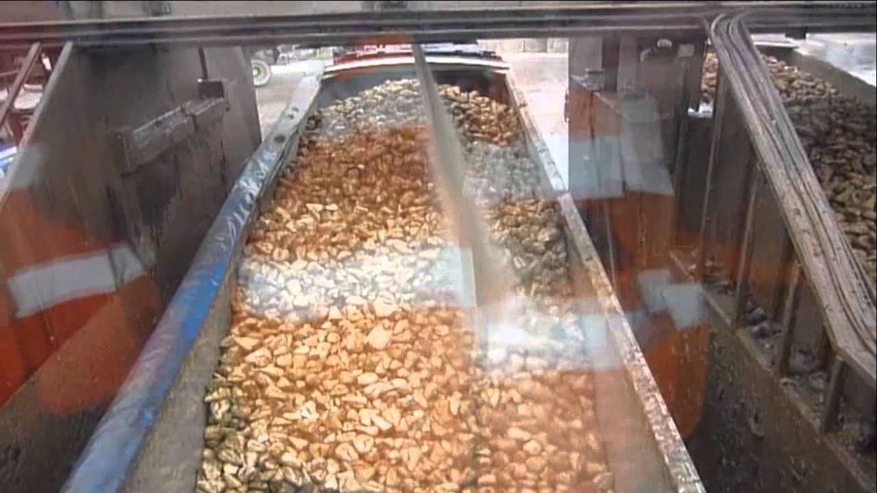 Lorries Unloading Sugerbeet