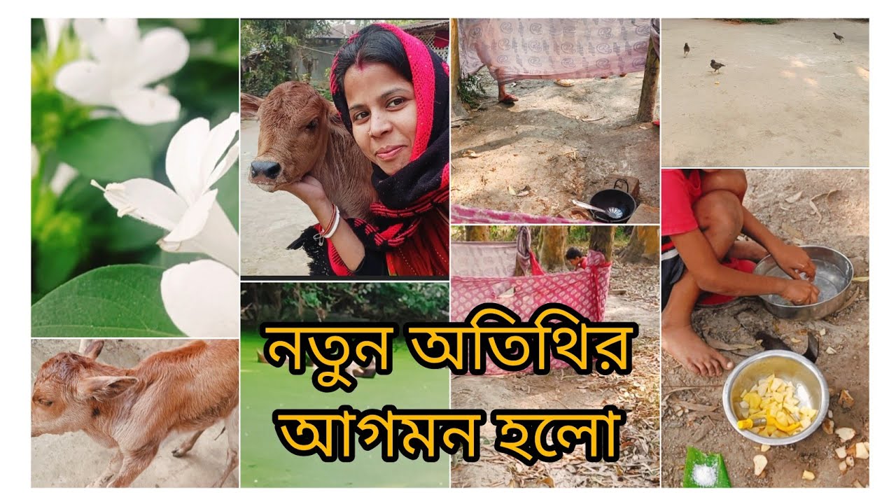 আজ ভোরবেলায় আমাদের বাড়িতে এক পার্মানেন্ট অতিথির আগমন ঘটলো #video #bangla #vlog 