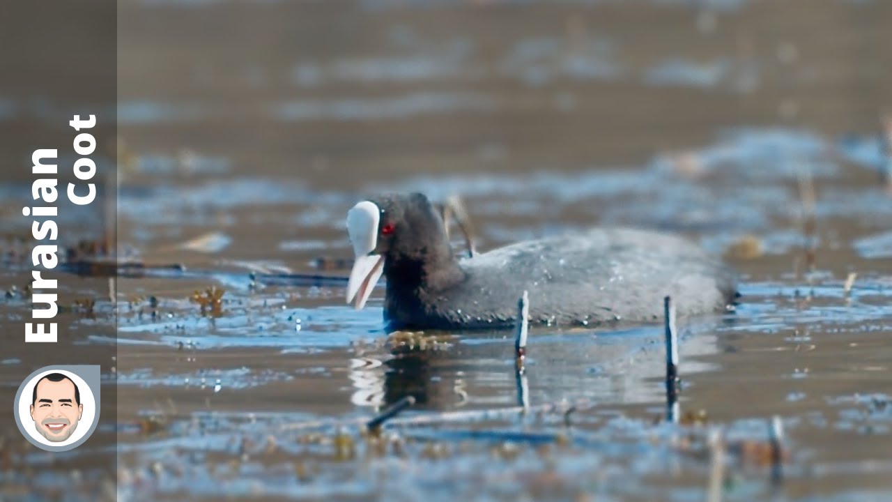 Eurasian Coot ( Fulica atra) early April before the egg laying have started