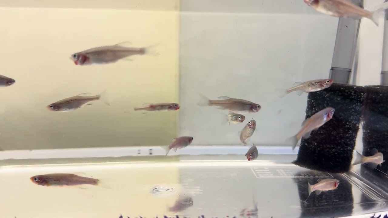 251010-2-示範缸一魚立鱗