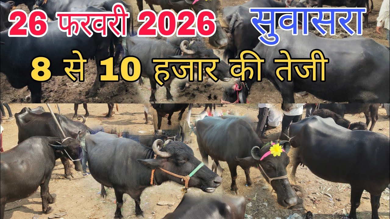 26 फरवरी 2026 सुवासरा पशु मंडी बाजार।। 8 से 10 हजार की तेजी। 