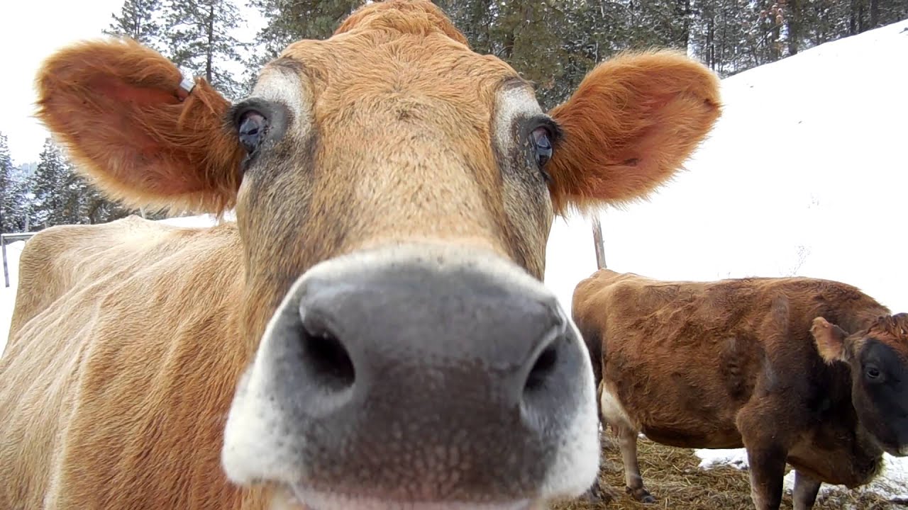 Jersey Cow in Labor