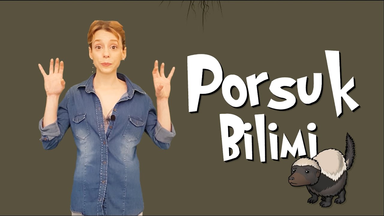 Porsuk Bilimi - Bal Porsuğu