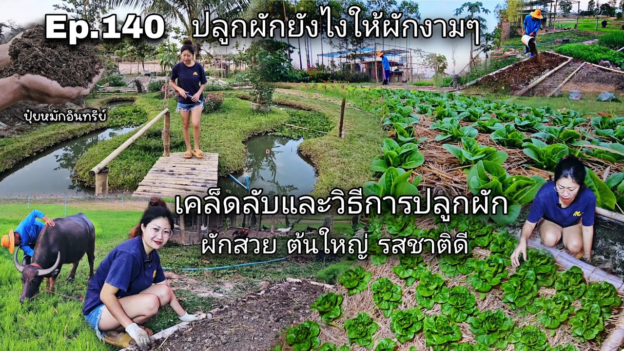 Ep.140 ปลูกผักยังไงให้ผักงามๆ เคล็ดลับวิธีปลูกผักต้นใหญ่รสชาติดี คลิปนี้มีคำตอบ