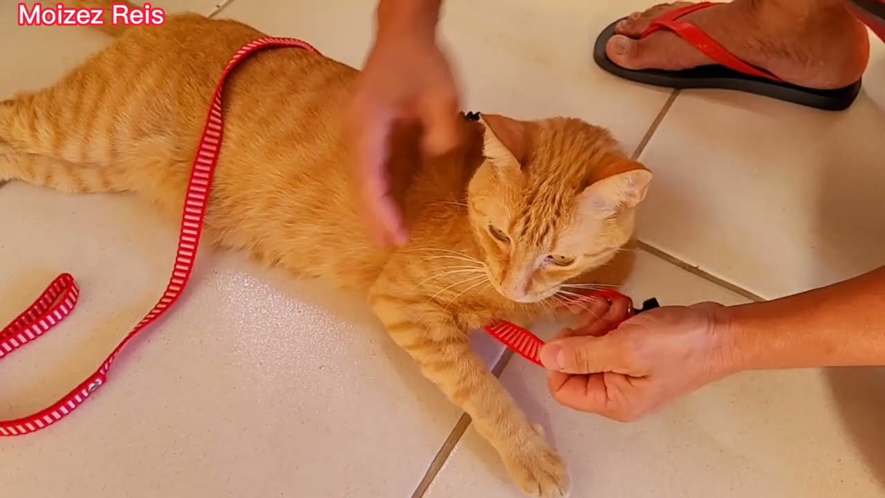 Como colocar coleira em gato