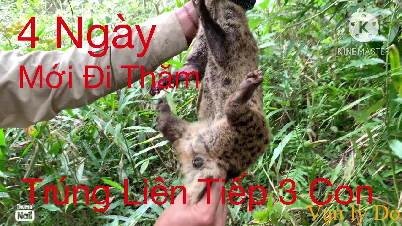 Vào Rừng Thăm Bẫy, 4 Ngày Không Đi Thăm Không Ngờ Trúng Mánh Liên Tiếp 3 Con Hàng Quá Đả (Tập 133)
