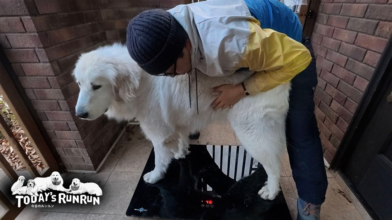 41.6kg！ほぼほぼベルの体重に追いついたリリーです　Great Pyrenees　グレートピレニーズ