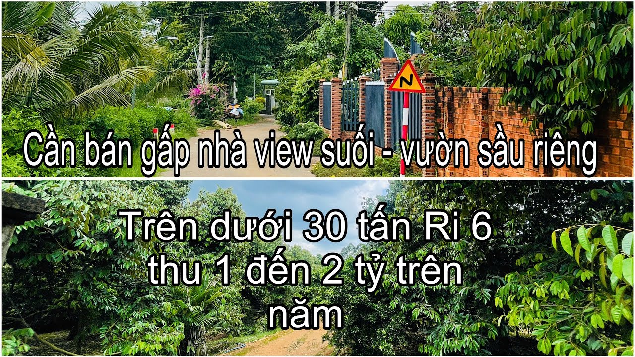 ngộp bán rẻ nhà - vườn sầu riêng 13000m2 view suối gần thành phố - sầu riêng đẹp thu 30 tấn mỗi năm