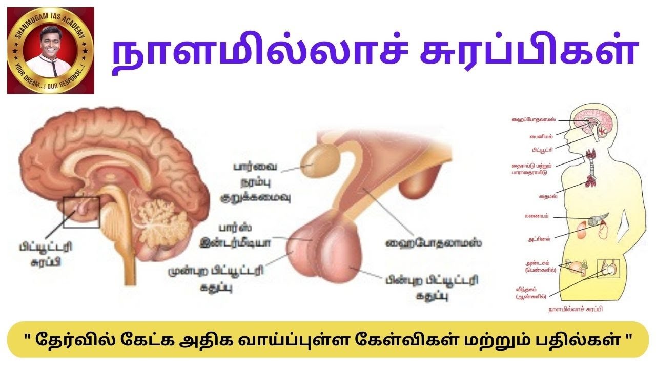 நாளமில்லாச் சுரப்பிகள் - Endocrine System Anatomy And Physiology #tnpsc
