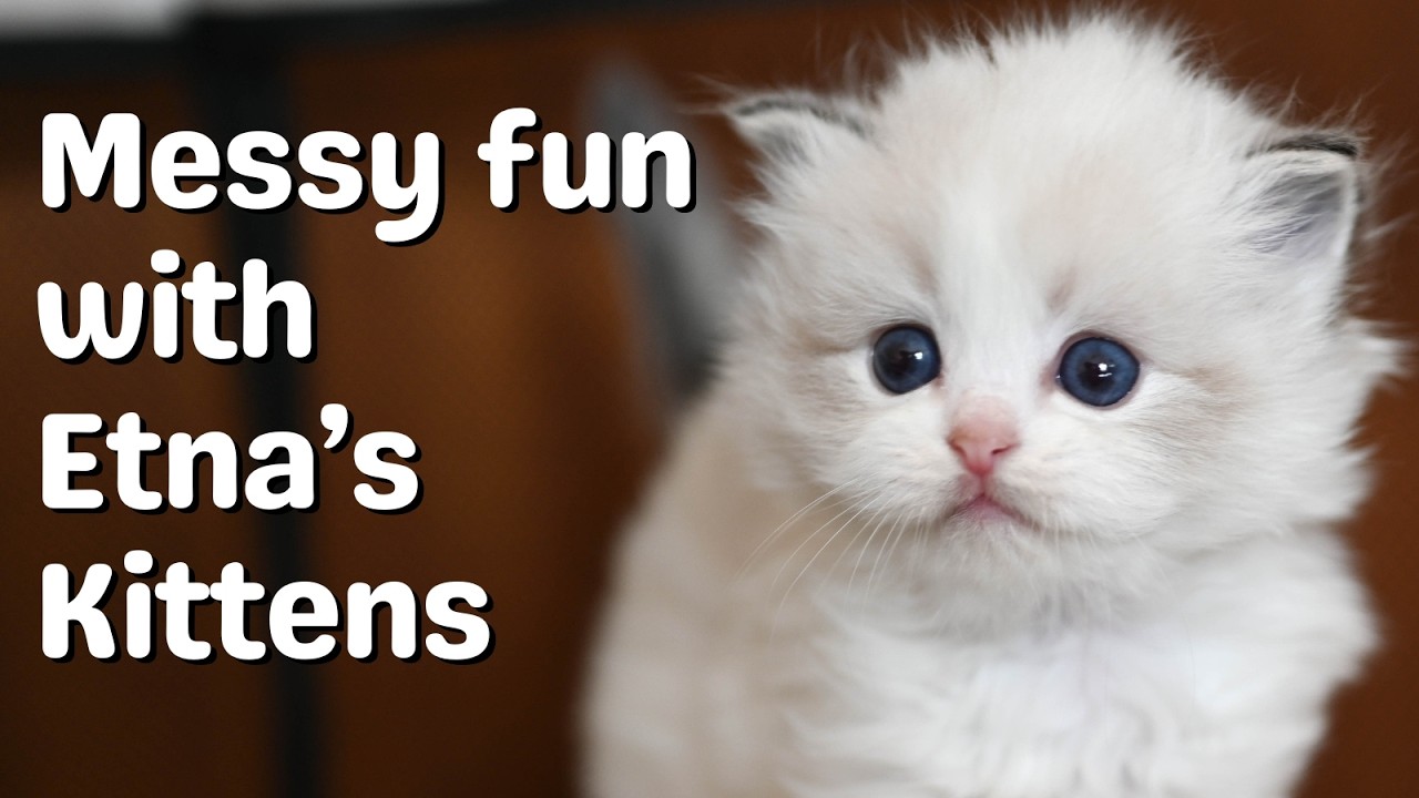 Ragdoll Kittens with Mother Ragdoll Cat | Cute Tiny Kittens