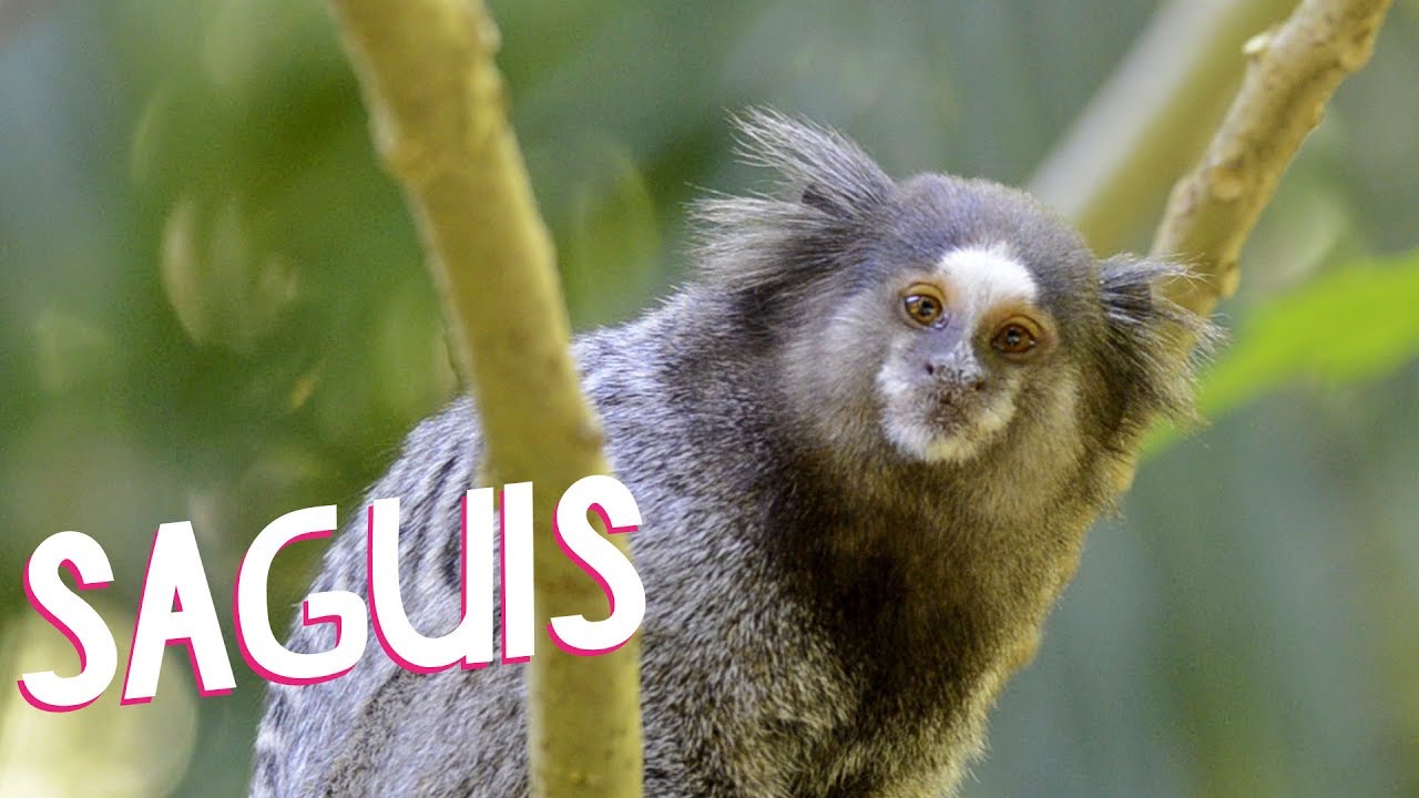 Ciência no Cotidiano | Saguis