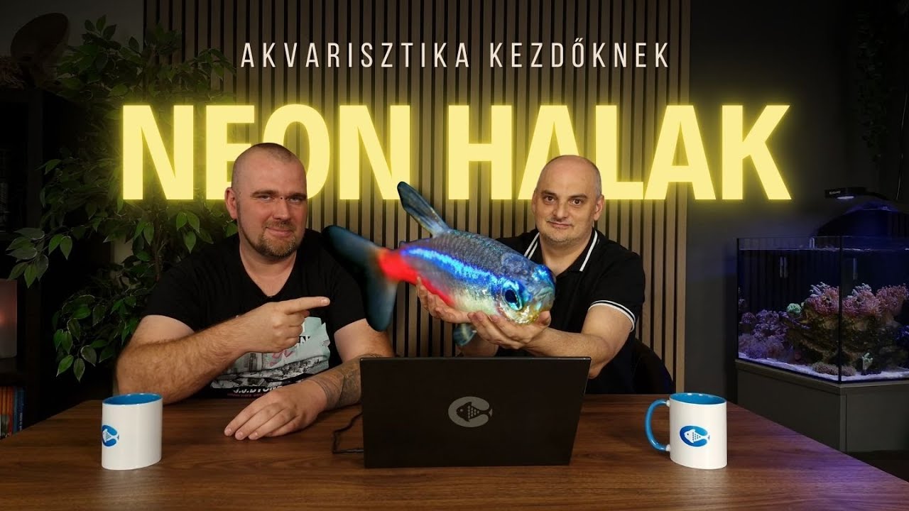 Neonhalak tartása - Neonhal vs. vörös neon vs. fekete neon – Végre tiszta, mi micsoda!
