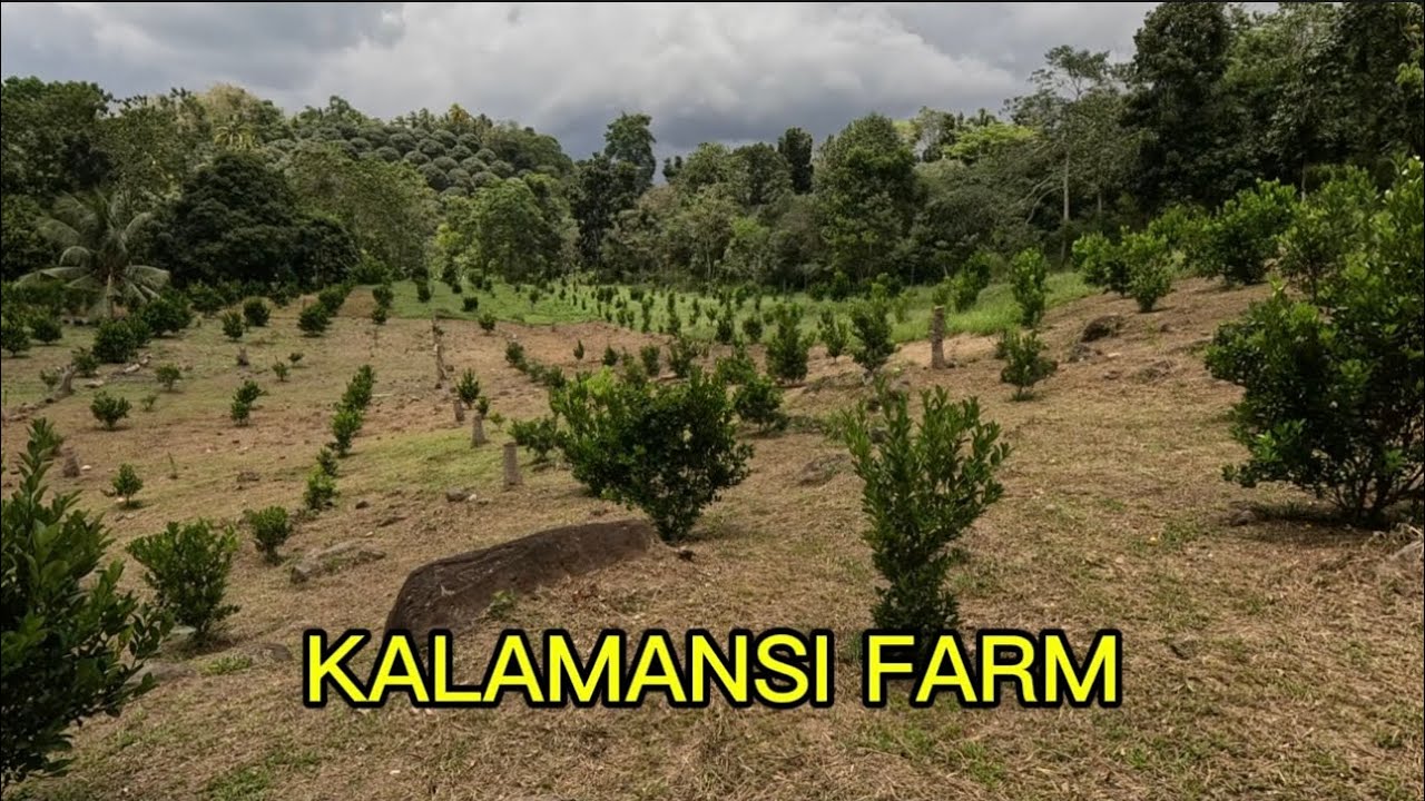 MAY KITA NGA BA SA KALAMANSI FARMING | 2 HA KALAMANSI FARM