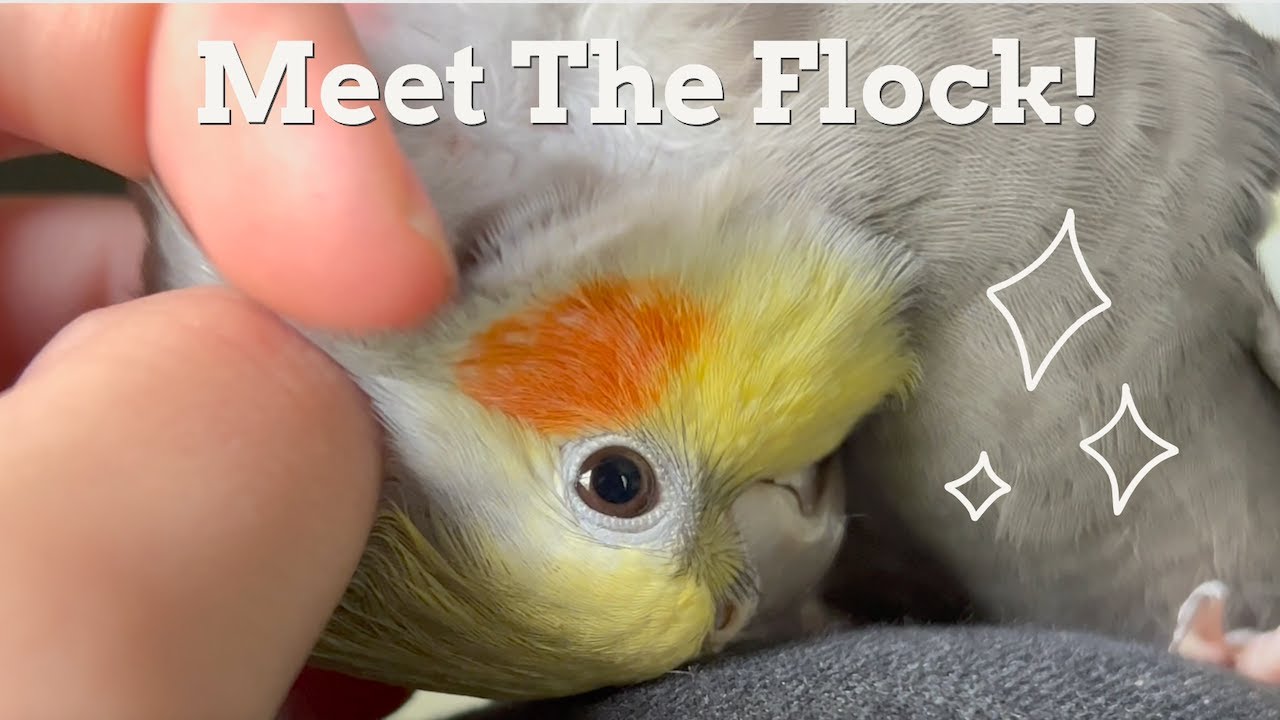Meet Our Cockatiel Flock || Our Life Is Pure Chaos (Send Help)