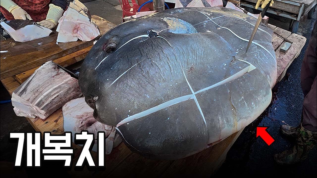 (충격주의) 실험시간 5시간 ㄷㄷ 개복치는 왜 머리만 있을까..?