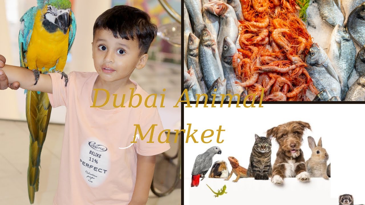 Dubai animal,Birds, Fish Market macaw parrot Dogs cats