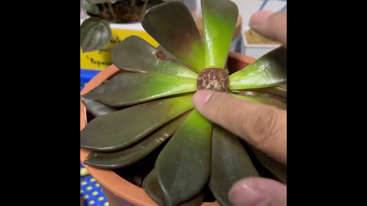 Propagating Echeveria black prince