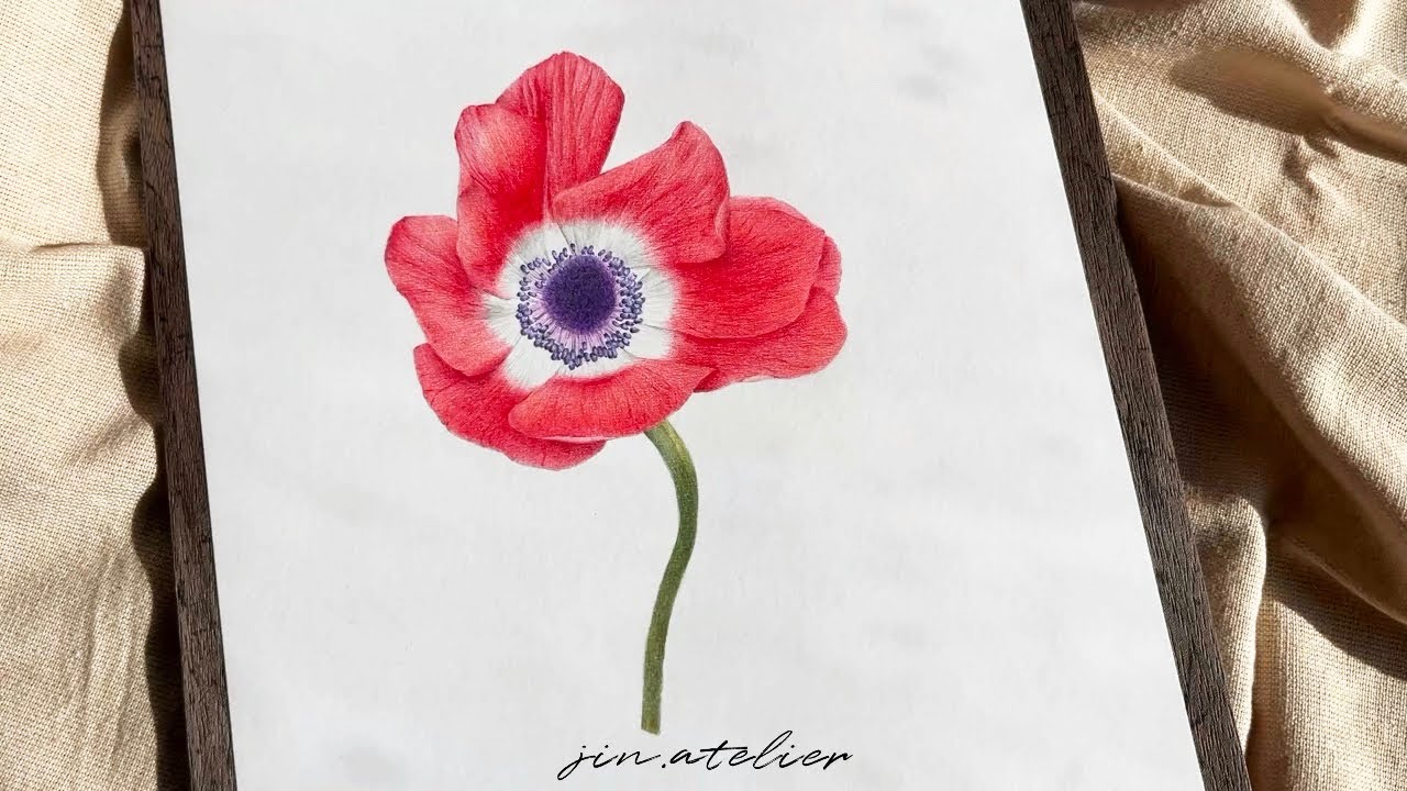 ㅇ.아네모네 그리기 / botanical art | colored pencil drawing | 보태니컬 아트 꽃그림
