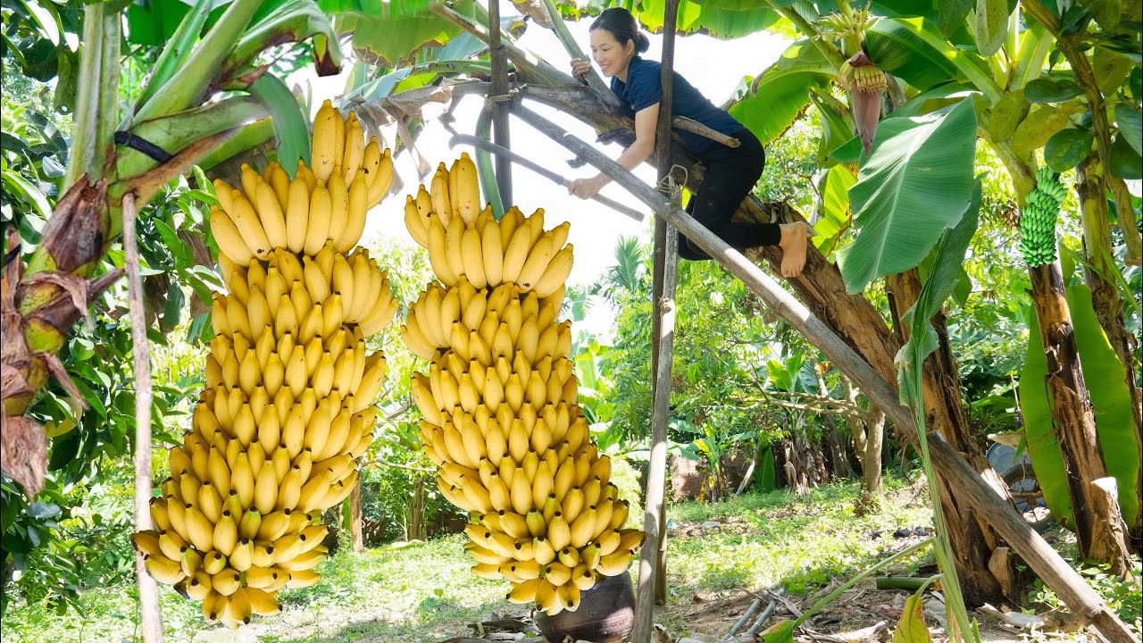 Harvest Bananas have many fruits, Snail cooked with Banana and beans Goes to the market sell