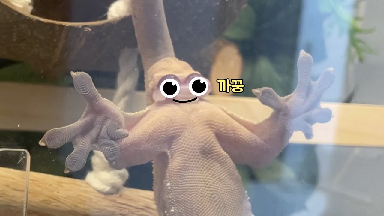 나 진짜 살면서 이런거 처음봤잖아