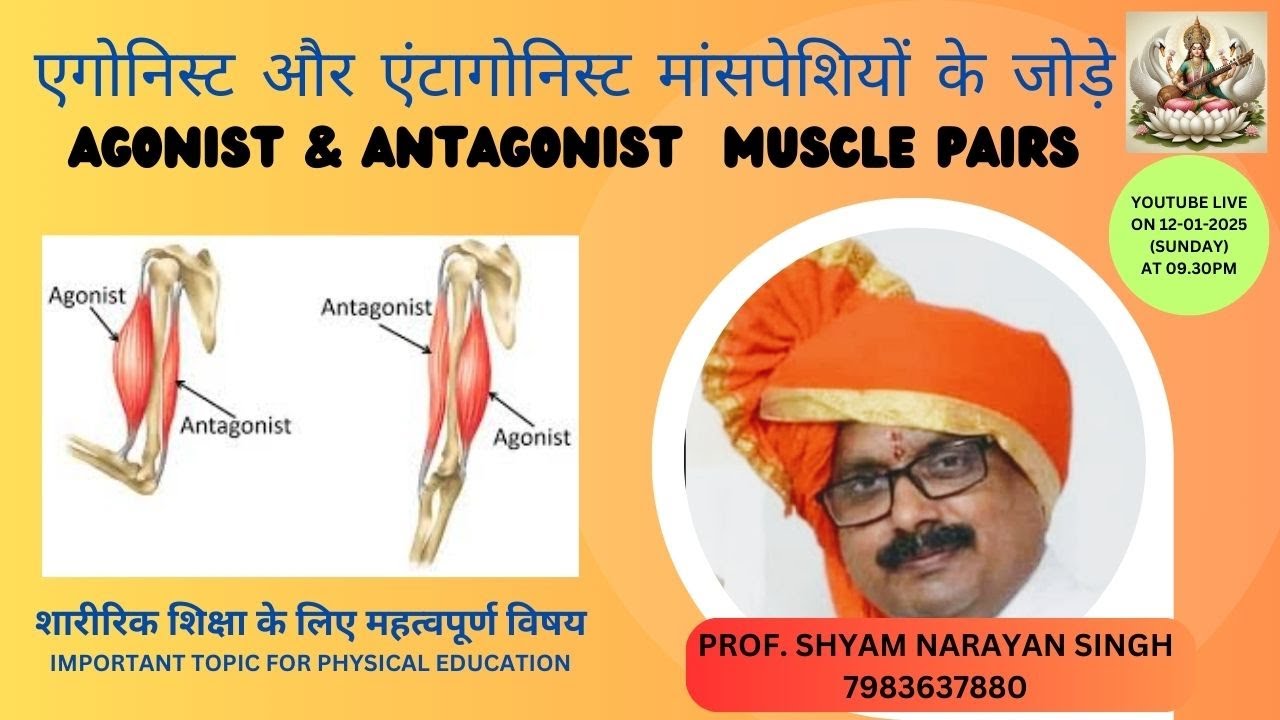 AGONIST - ANTAGONIST MUSCLE PAIRS