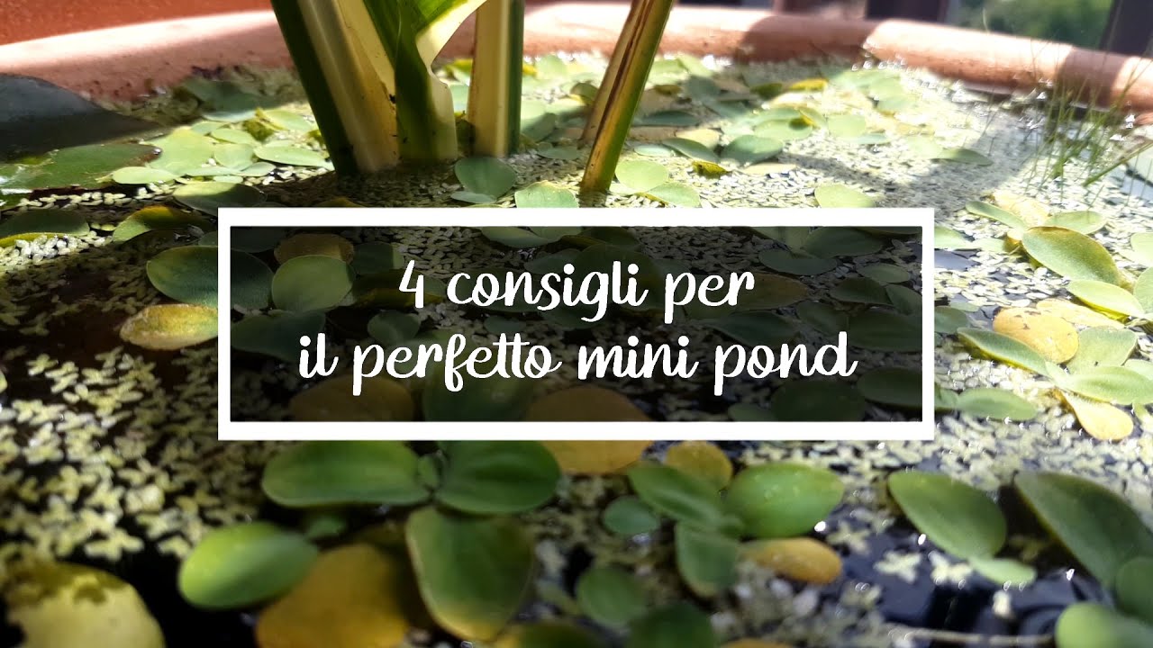 4 consigli per il perfetto mini pond