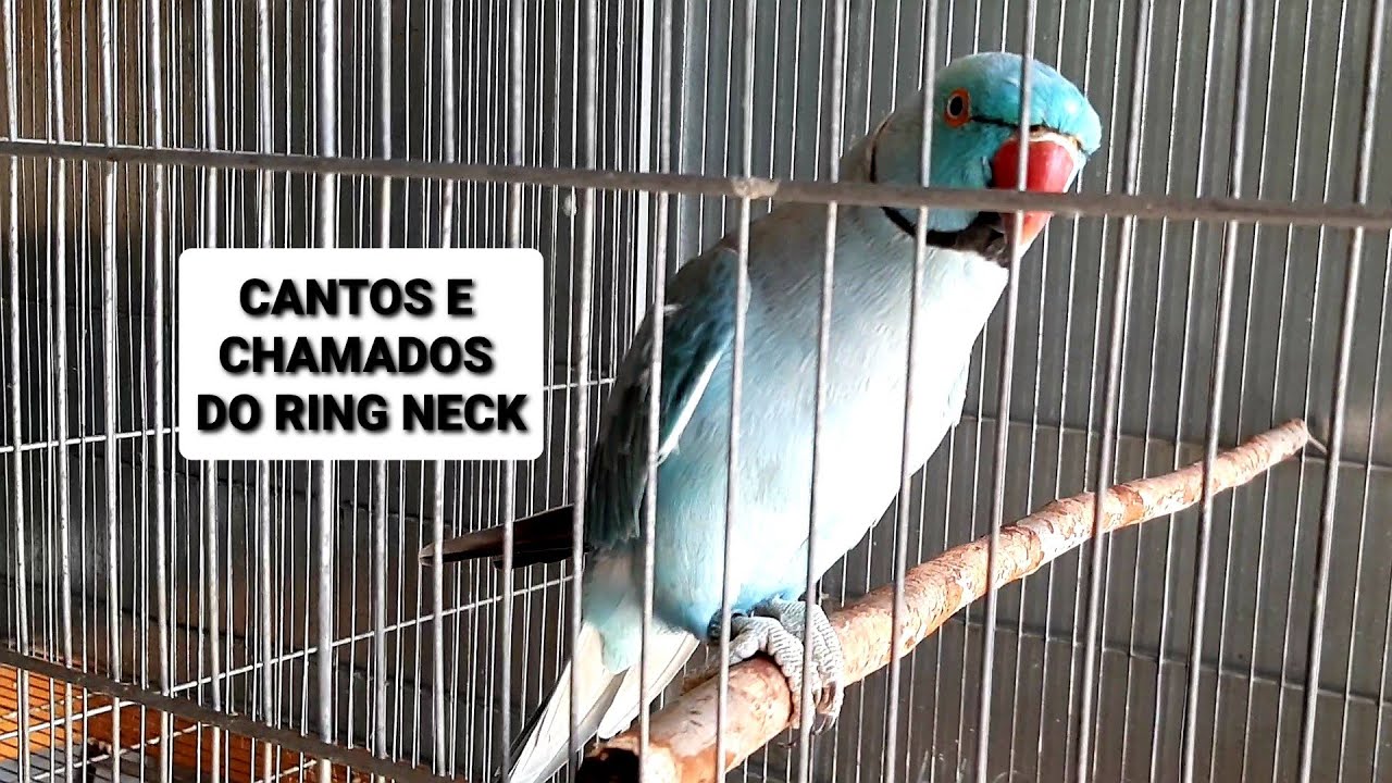Cantos e chamados do Ring neck