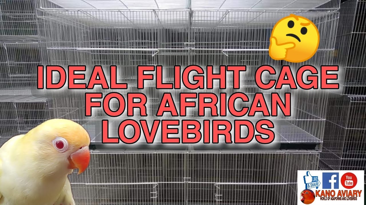 IDEAL FLIGHT CAGE FOR AFRICAN LOVEBIRDS