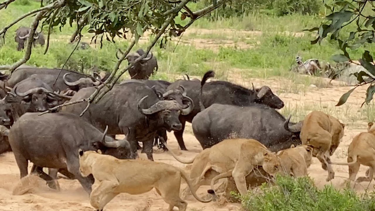 Leave no BUFFALO behind!