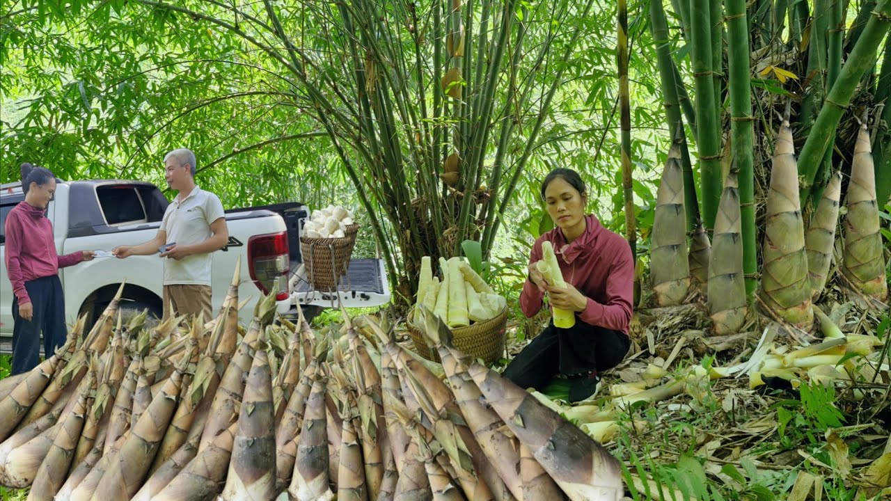 TIMELAPSE: 60 days to harvest bamboo shoots to sell to traders and stream fishing