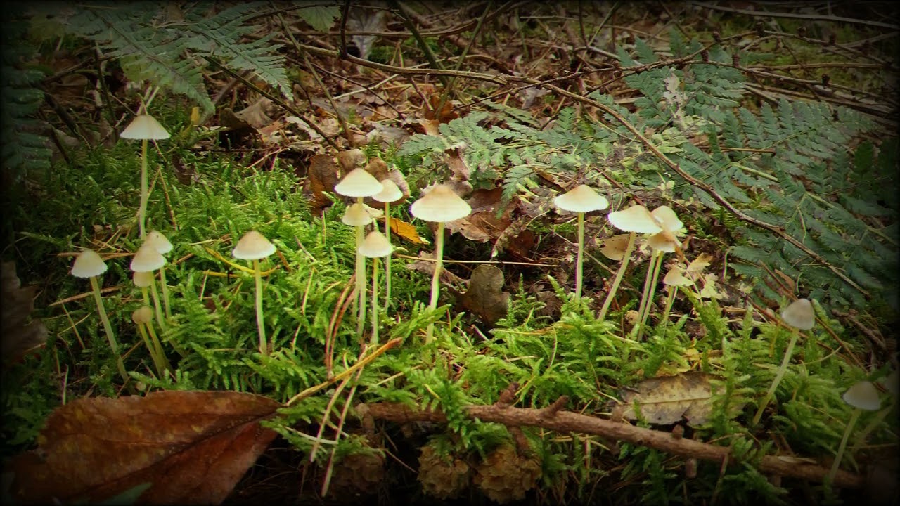 i went to the countryside but i couldnt find any gnomes...
