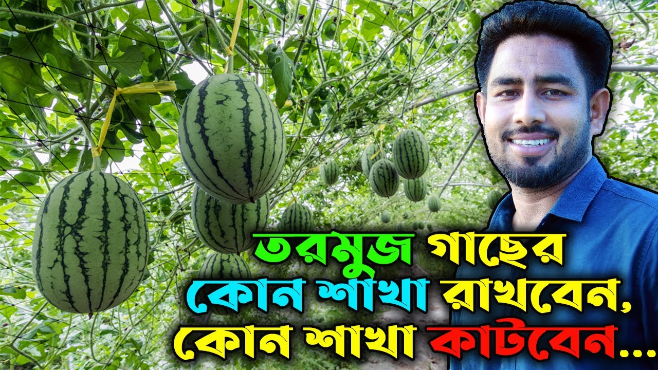 তরমুজ গাছের কোন শাখা রাখবেন, কোন শাখা কাটবেন | Agro One- একটি আধুনিক কৃষি প্রচেষ্টা