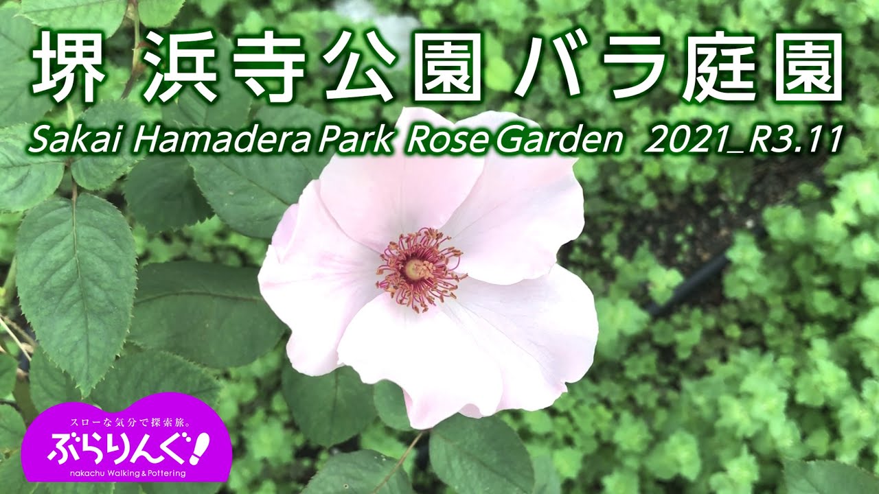 堺　浜寺公園 バラ庭園   Sakai Hamadera Park  Rose Garden   2021_R3.11
