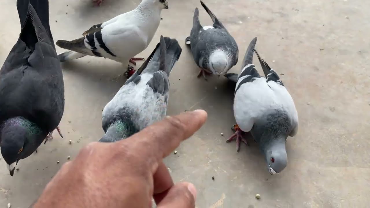 ‏فكيت كل الحمام اليوم 😱أشي طار واشي شرد وبالاخر الأصول يكسب 
