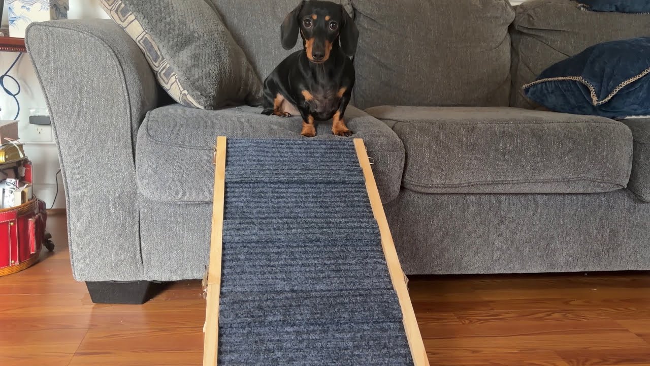 iPetba Dog Ramp Review 
