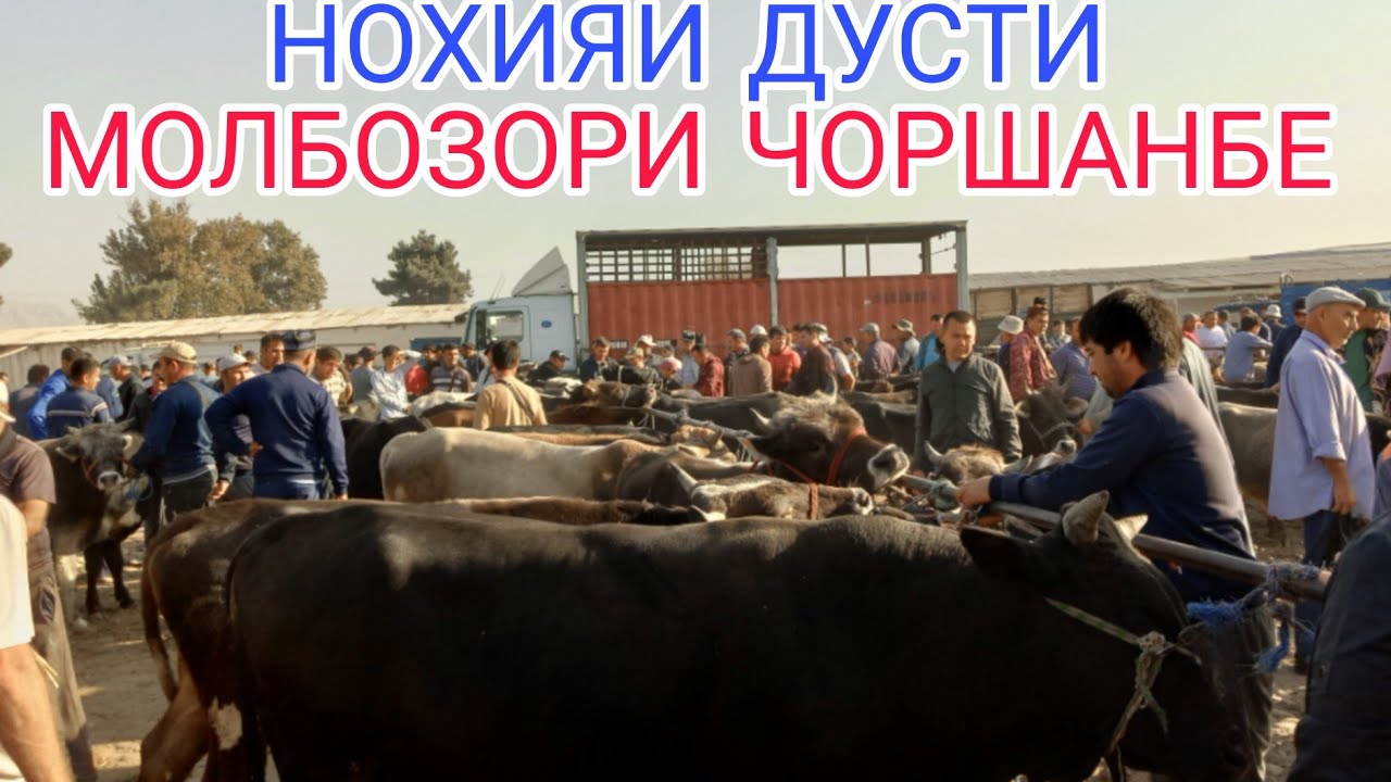 НОХИЯИ ДУСТИ ЧОРШАНБЕ МОЛБОЗОР 25.09.2024.г