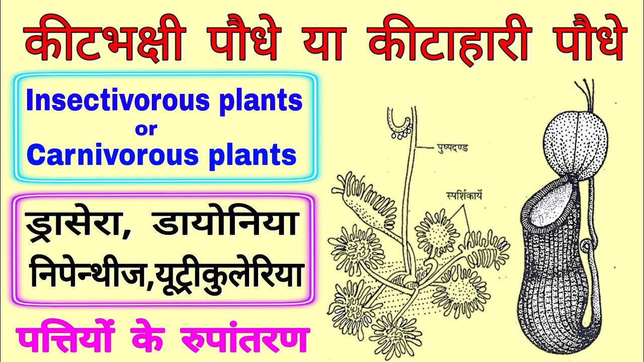 कीटाहारी पौधे |कीटभक्षी पौधे के नाम | insectivorous plants |carnivorous plants |animal eating plants