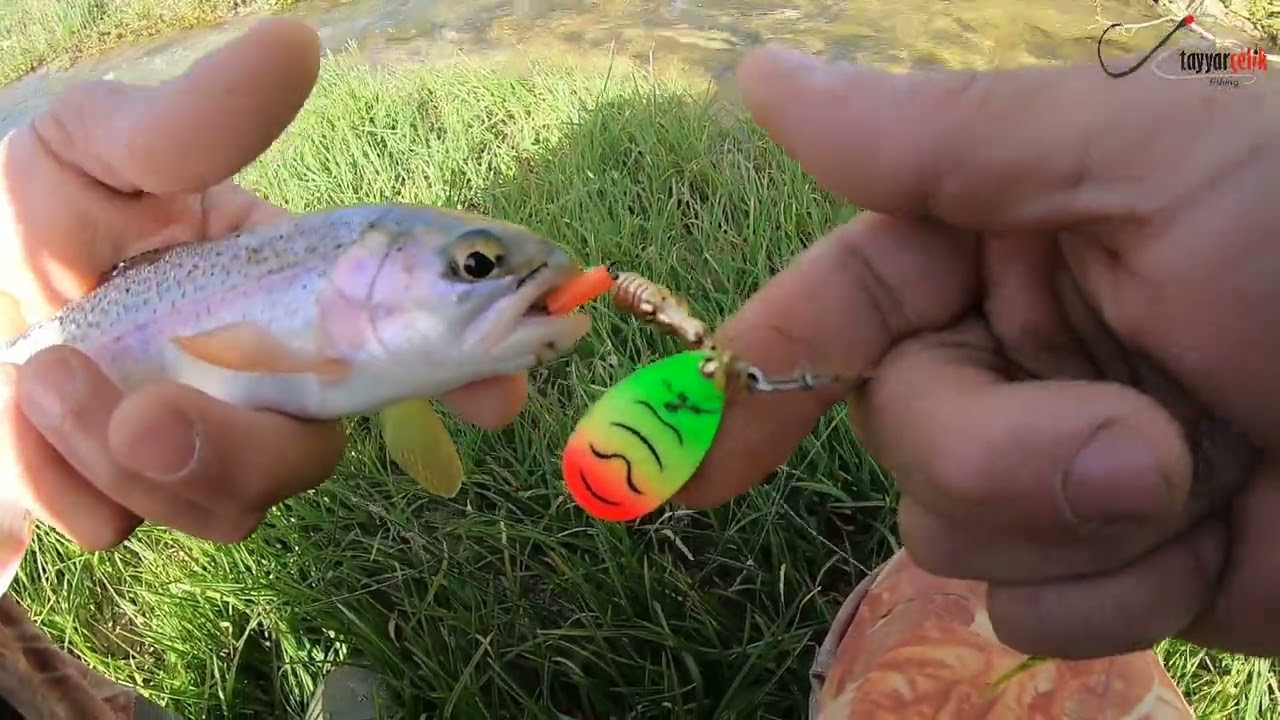 Balık Avı // Küçücük Derede Bu Kadar Alabalığın Ne İşi Var❓ Trout Fishing