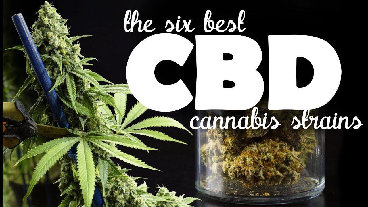 Top Six CBD Medical Cannabis Strains to Grow