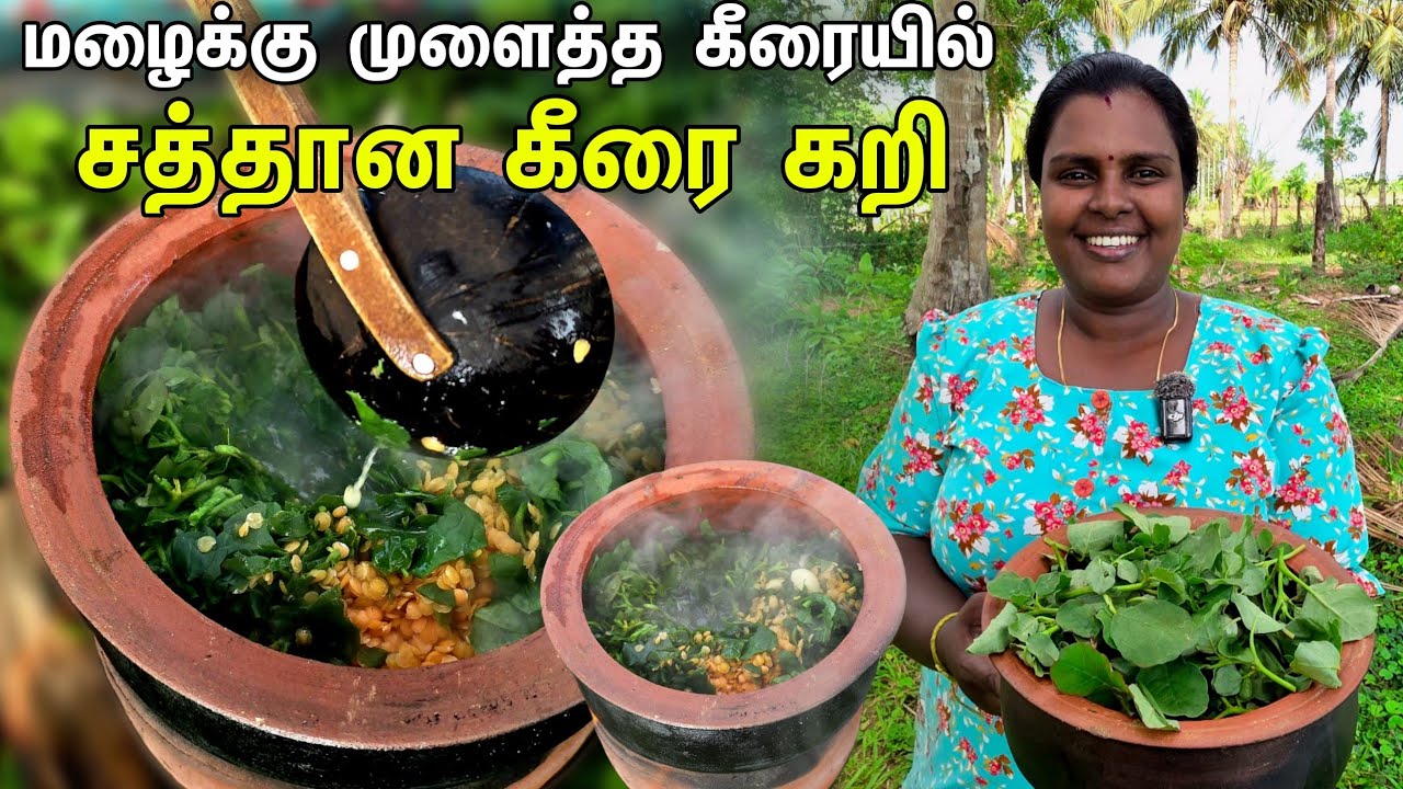 தோட்டத்தில் முளைத்த தடிச்சல் கீரையும் பச்சை அரிசி சோறும் | our village life ♥️ | vanni vlog 
