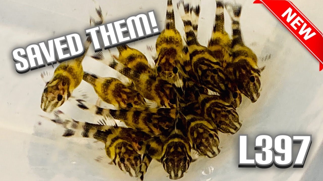 Huge L397 Spawn Saved! Breeding for Profit Fish Room
