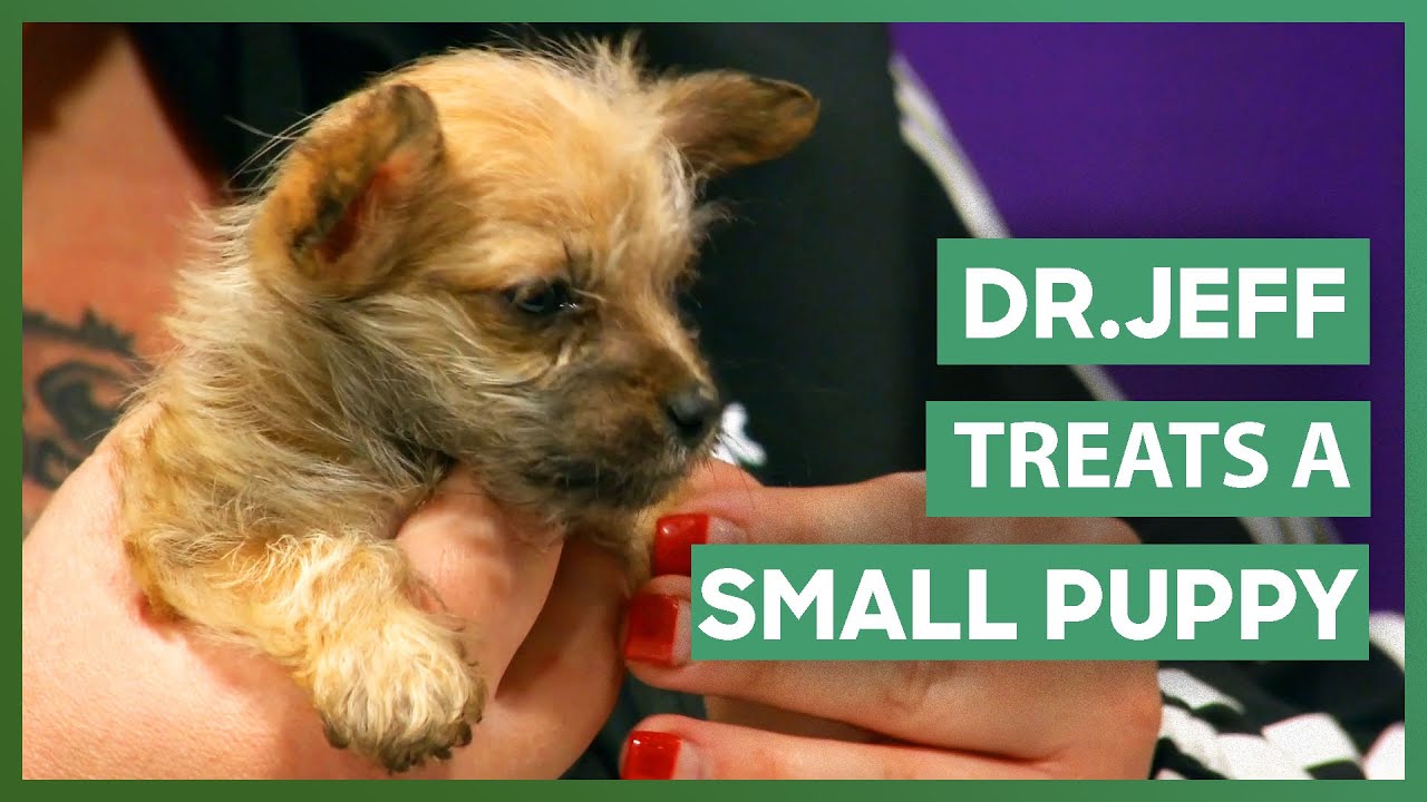Treating A TINY Puppy With A Mysterious Illness | Dr. Jeff: Rocky Mountain Vet