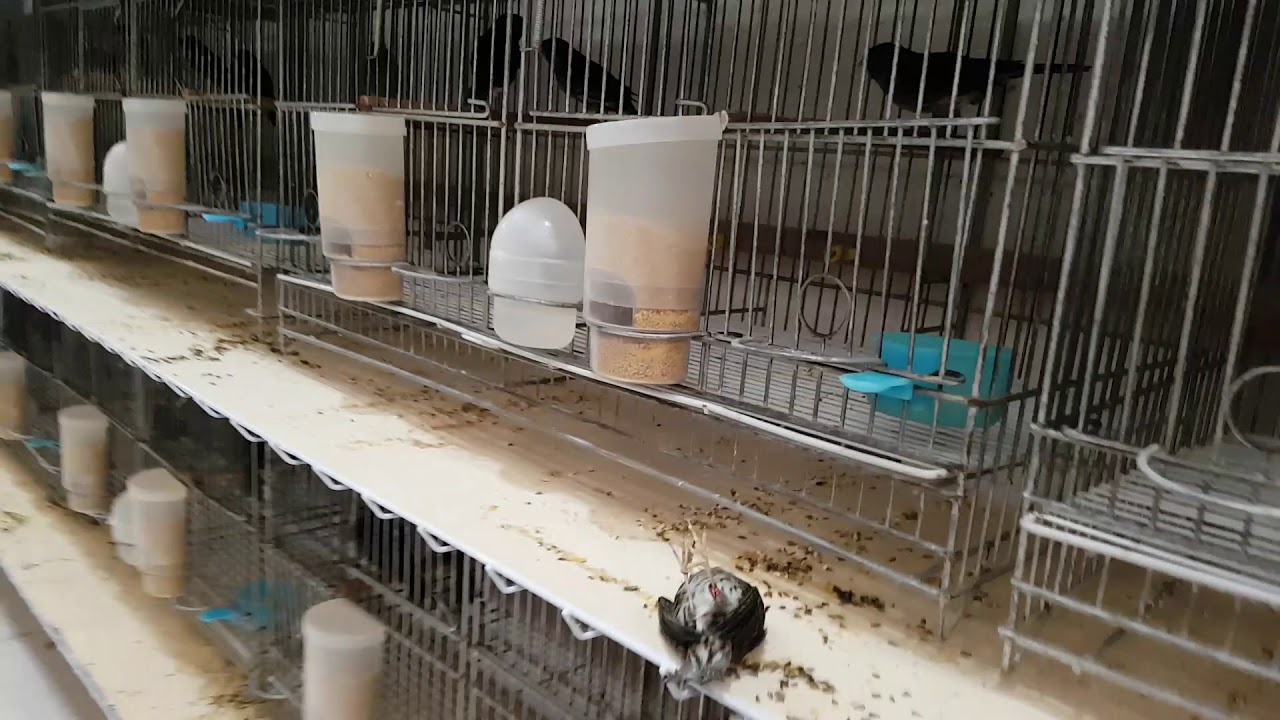 ESSA VOC&Ecirc;S TEM QUE ESCUTAR(CRIADOURO COLOMBO)