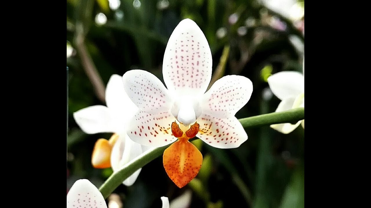 tutto sulle Phalaenopsis, cura e coltivazione, video n° 7, malattie e parassiti