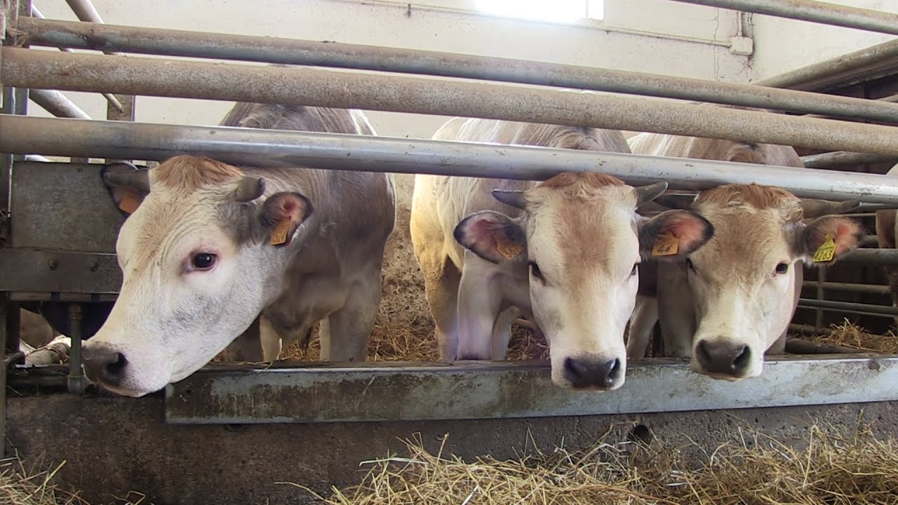 Razza bovina piemontese: la vendita diretta contrasta la crisi