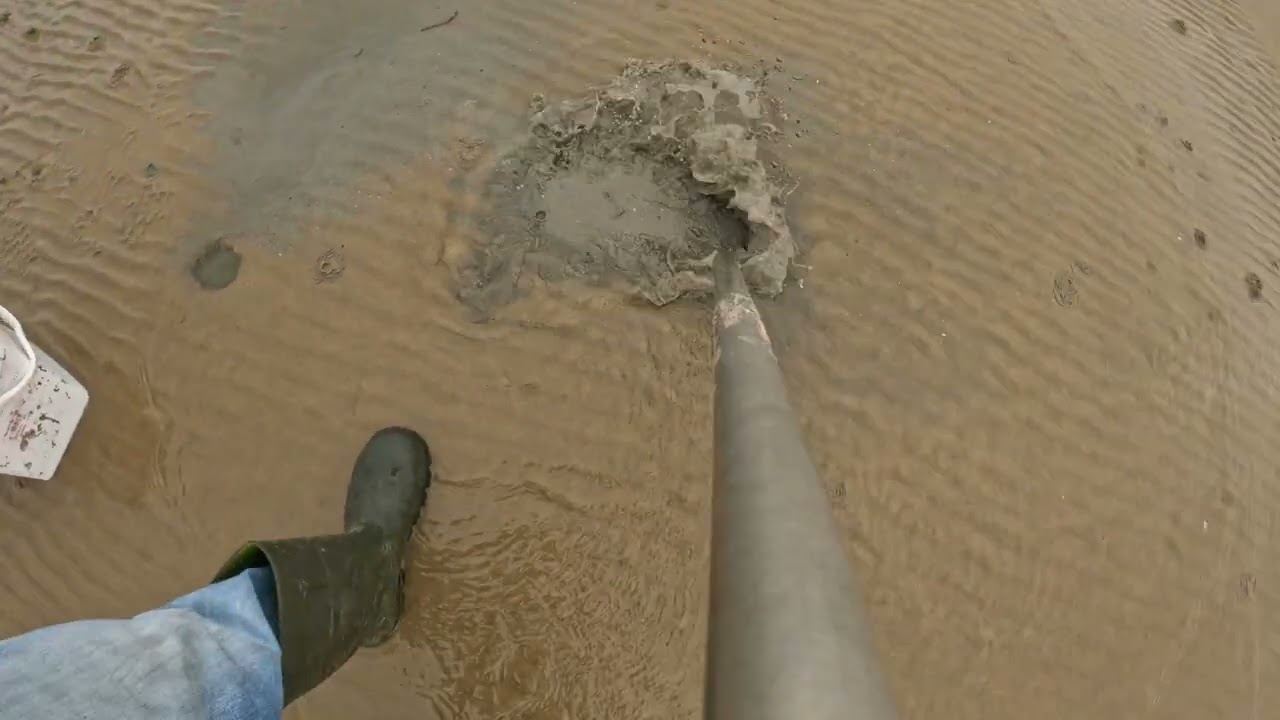 Pumping blow lugworm