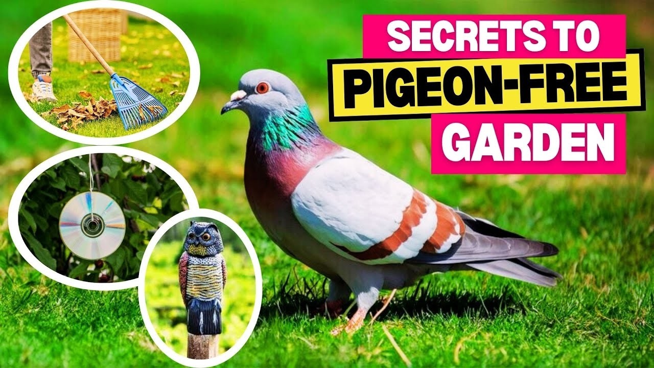 The Hidden Secret to Keeping Pigeons Out of Your Garden