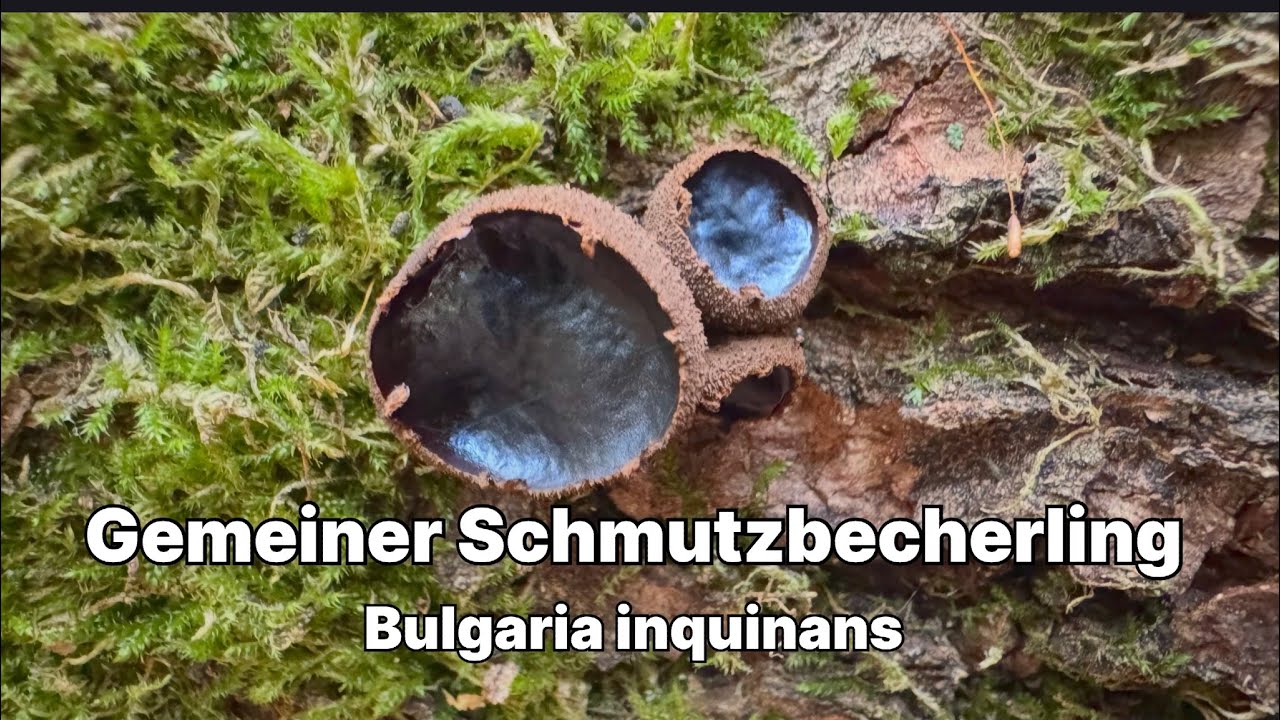 Gemeiner Schmutzbecherling (Bulgaria inquinans) - Pilze unter der Lupe